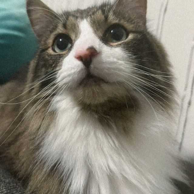 pet of the month🫶 Poof✨

everyone say hello to Poof, he is a 4 years old and loves treats, cuddles, and his mouse toy. When he’s not cuddling up with his human he loves watching cat TV and sitting by the window to watch all the people go by. 
Although he is a bit shy at first, once he’s comfortable with you he’ll love laying on you and talking to you all day.