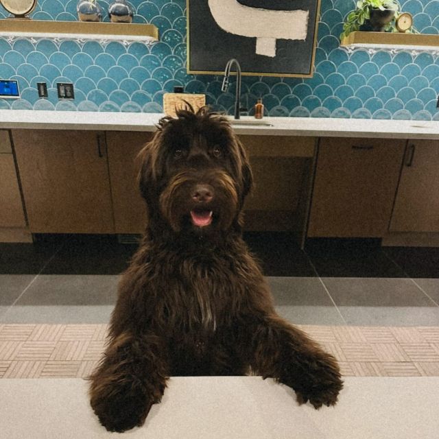 welcome to VERVE how can I help you?

the perfect home for you and your best friend! 🐾