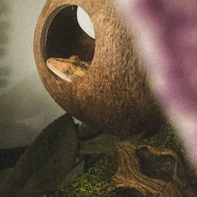 Meet June's pet of the month ✨- Ruby 🦎

Everyone say hi to Ruby! This little guy loves exploring his space, climbing around like he owns the place, and always finds the funniest spots to nap—usually in his favorite coconut hammock or tucked between the leaves.