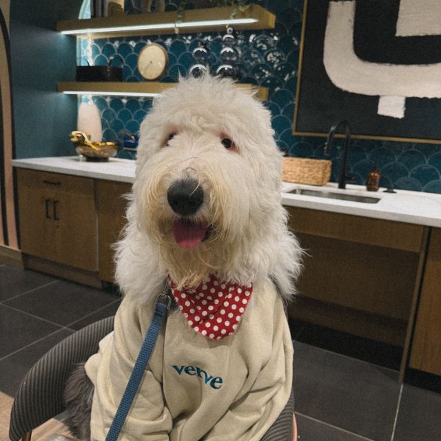 🐾 introducing our newest star: pet of the month 🐾 Louie! 🐶

Louie is a 10-month-old English Sheepdog who’s always ready to make new friends and share some cuddles. He’s a true social butterfly, and loves trotting around VERVE meeting everyone! 

if you spot him around, be sure to say hi! And swipe to see baby Louie 🥹