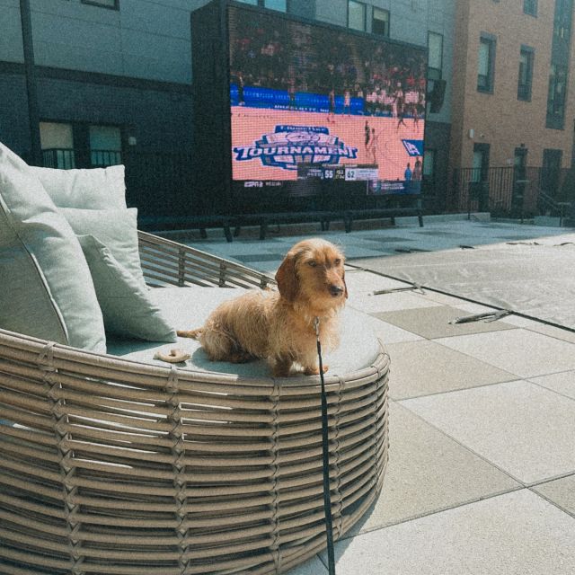 ✨ 🐶 Meet October’s Pet of the month! 🐶 ✨ 
This is Bowser! He’s a 1 year old mini dachshund who loves to play fetch, sun tan, sleep in, and protect his home from intruders. He loves attention and playing with other dogs. He hates being wet and when there’s people in his hallway. If you ever see him around verve feel free to say hi! He loves when people pet him :)